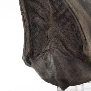 x tonajpecct rex1 m