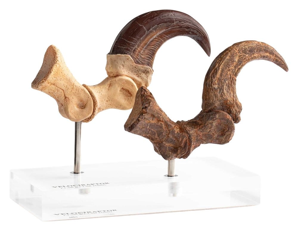 Jurassic Park ECC Elite Creature Line Szobor Velociraptor Foot Karom and Fossil Karom Csomag 20 cm